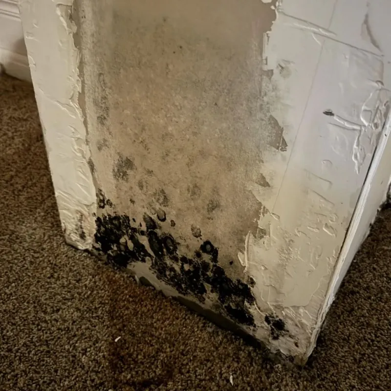 Professional Mold Removal in La Grange, TX